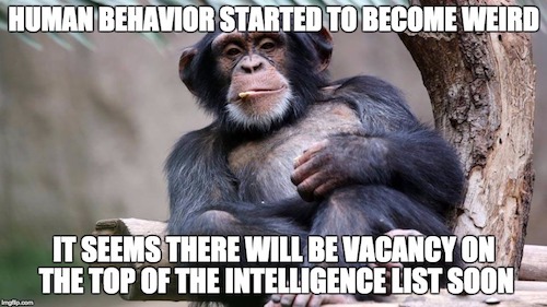 Funny Friday - Chimp